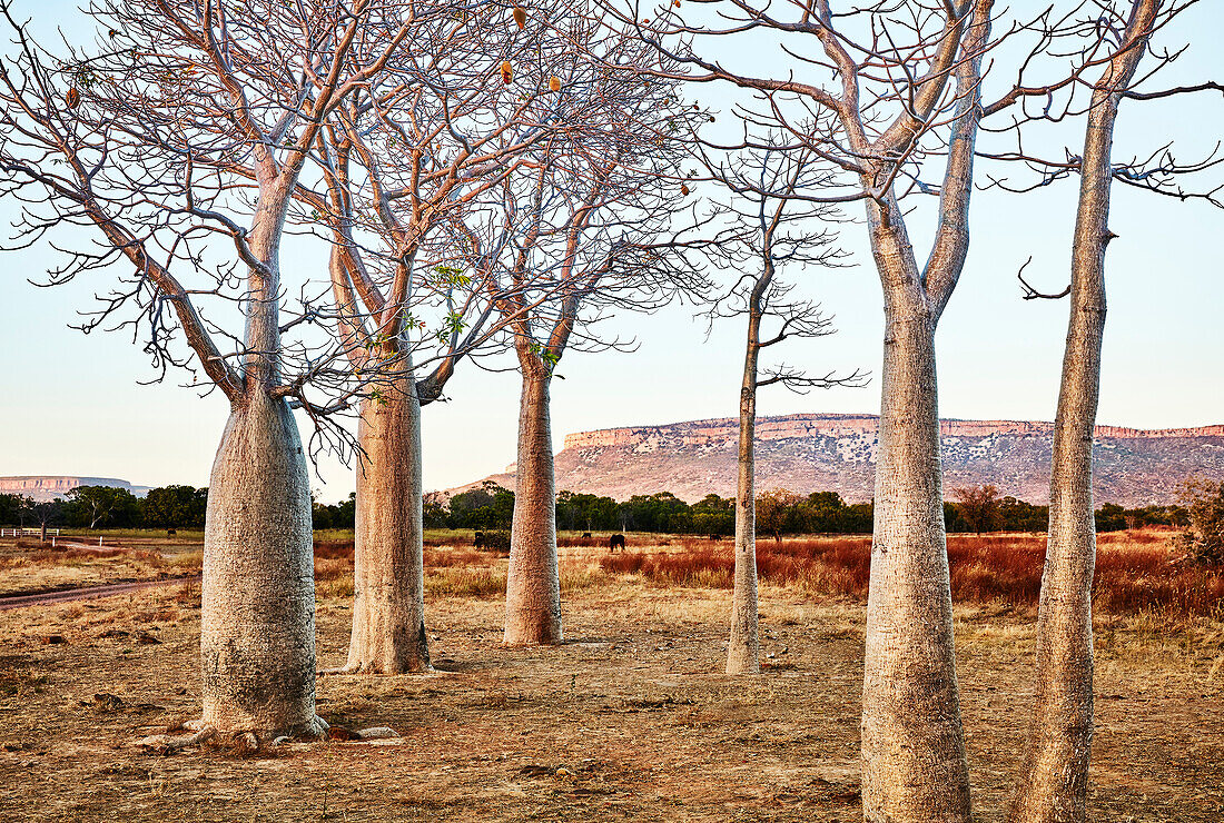 A grove of boab trees at sunrise with the Cockburn Range at Diggers Rest Station, Wyndham, Western Australia, Australia.