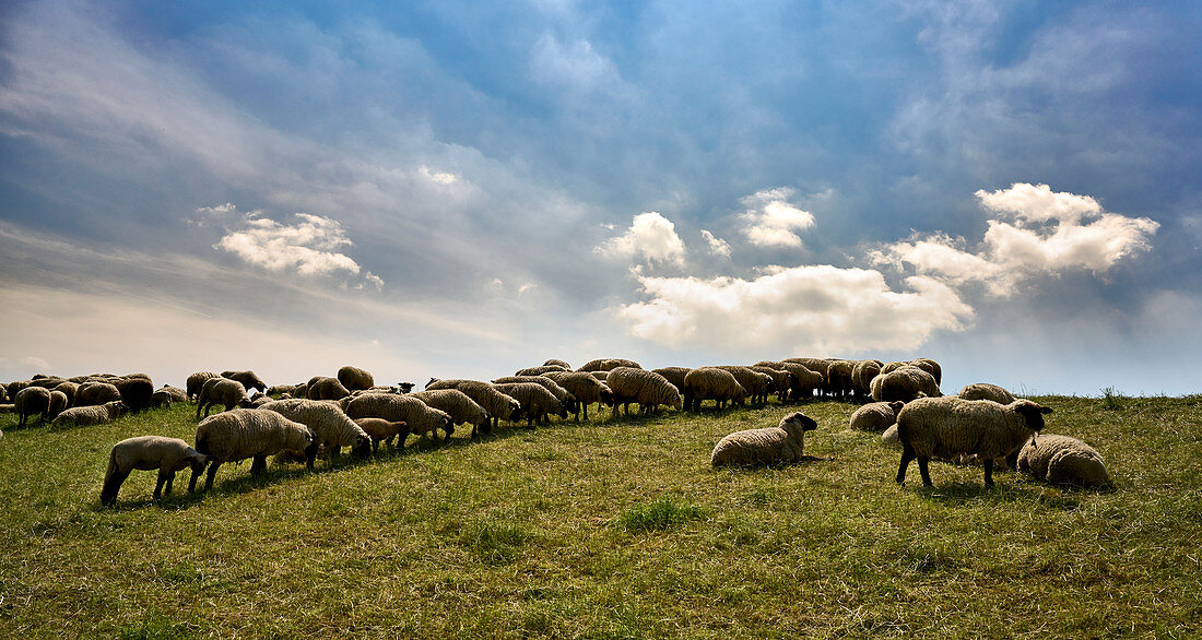 Sheep lined up on the Elbe dike near Grünendeich, Lower Saxony, Germany