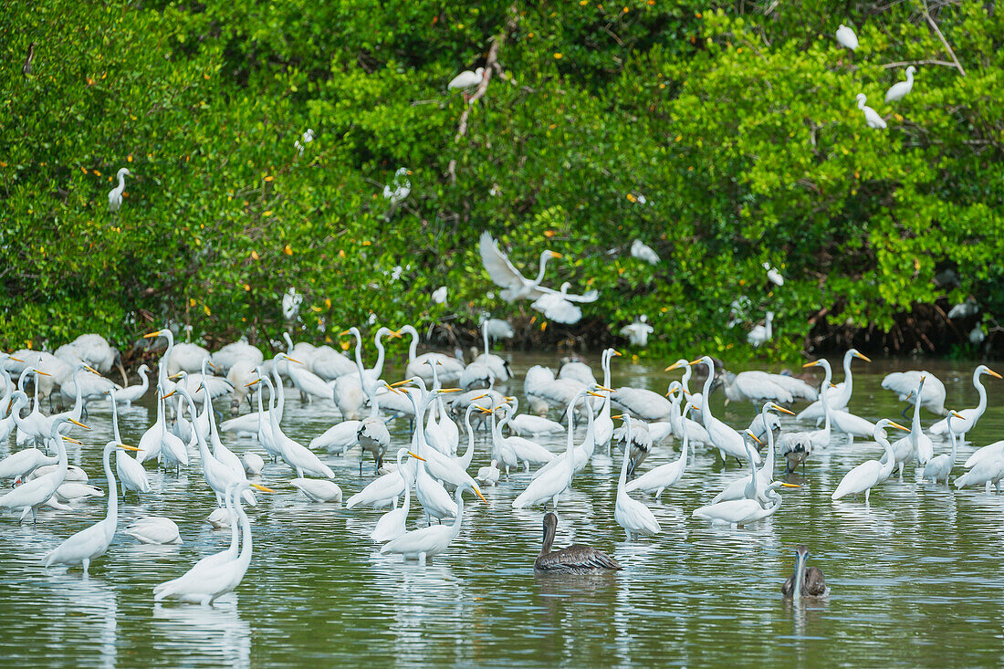 Gruppe von Silberreihern (Ardea alba) auf der Suche nach Nahrung in einem Teich, Sanibel Island, JN Ding Darling National Wildlife Refuge, Florida, USA