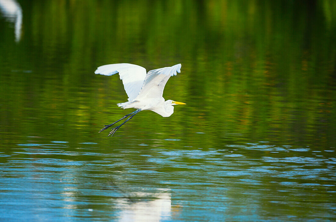 Great white egret (Ardea alba) in flight, Sanibel Island, J.N. Ding Darling National Wildlife Refuge, Florida, USA