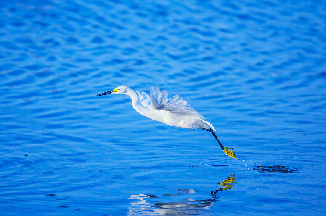 Snowy Egret (Egretta Thula) im Flug, Sanibel Island, J.N. Ding Darling National Wildlife Refuge Florida, USA