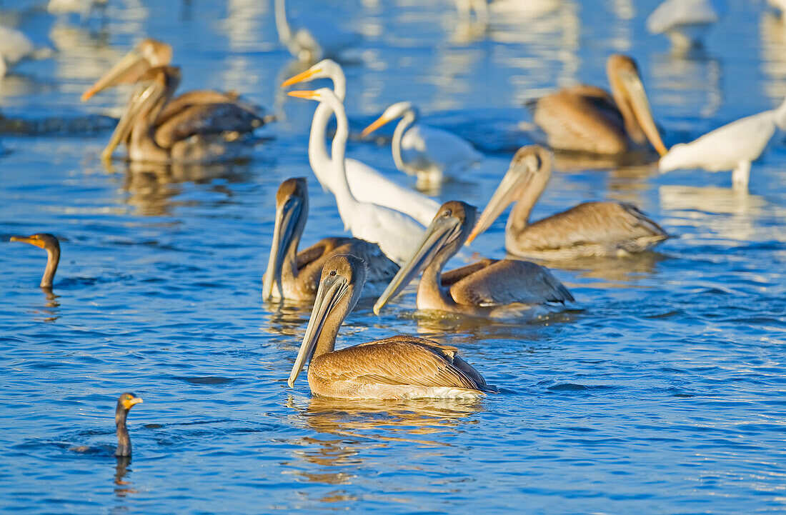 Group of Brown pelicans (Pelecanus occidentalis) and Great white egrets (Ardea alba) fishing, Sanibel Island, J.N. Ding Darling National Wildlife Refuge Florida, USA