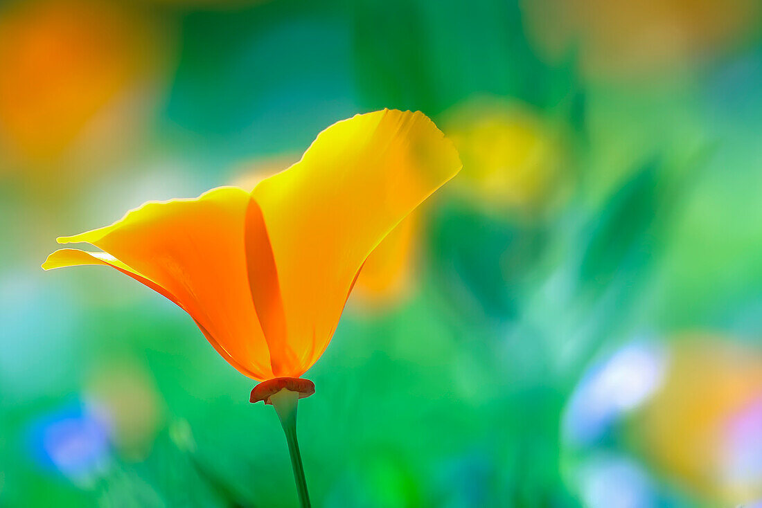 Nahaufnahme einer Kalifornischen Mohnblume (Eschscholzia California), Santa Maria, Kalifornien, USA