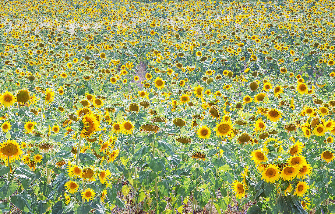 Field of sunflowers, Moustiers Sainte Marie, Alpes de Haute Provence, Provence, France, Europe