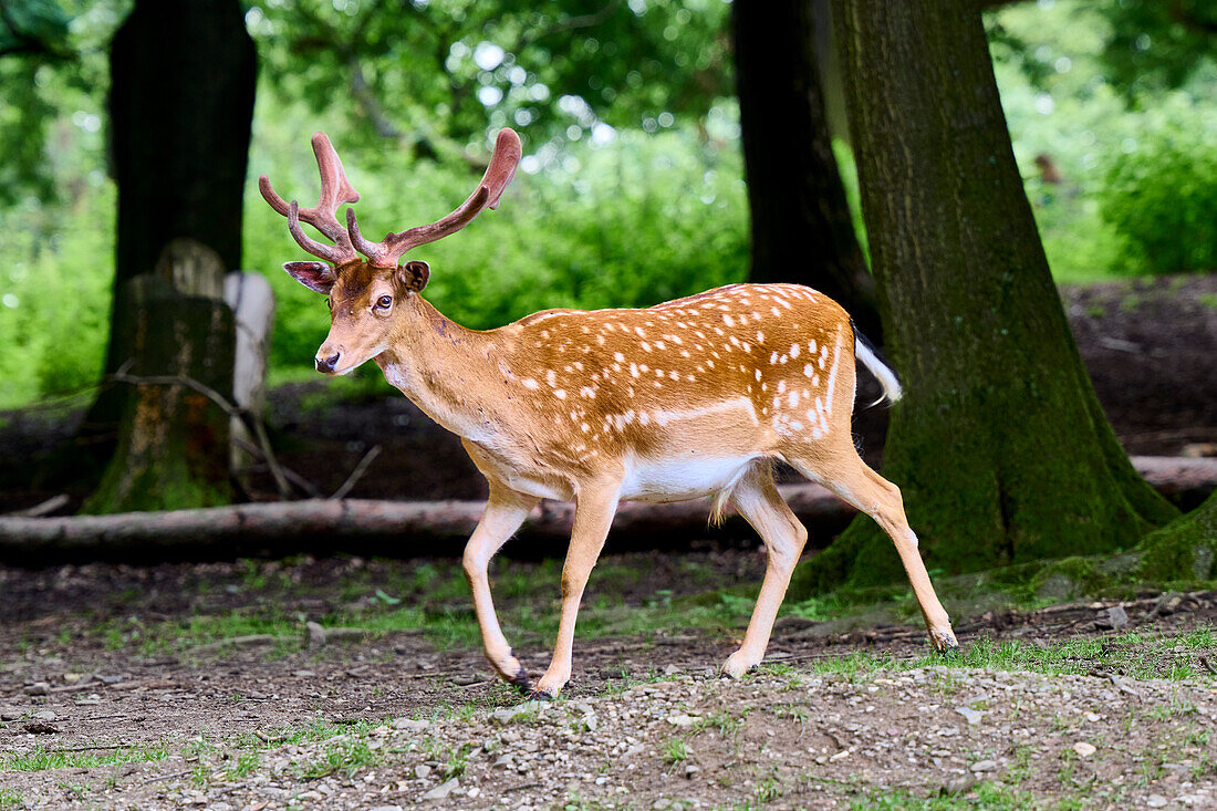 Fallow deer stag between trees in the Rolandseck Forest and Wildlife Park, Remagen, Rhineland-Palatinate, Germany