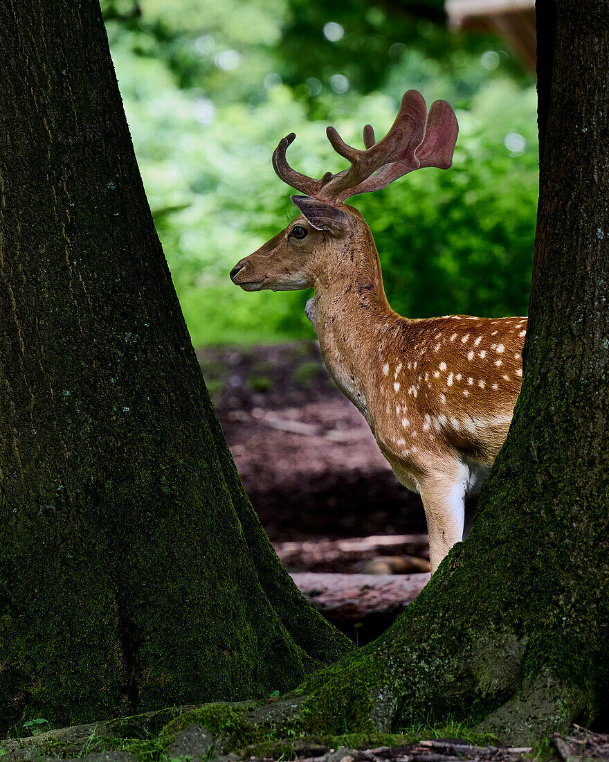 Fallow deer stag between trees in the Rolandseck Forest and Wildlife Park, Remagen, Rhineland-Palatinate, Germany