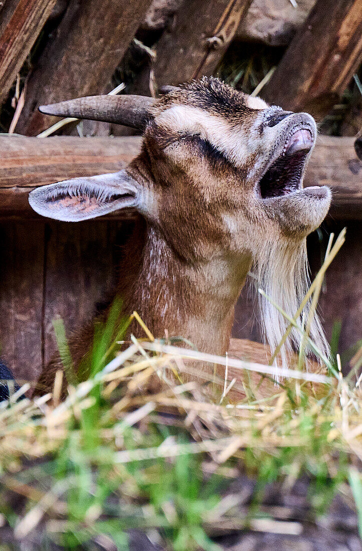 Gähnende Ziege in der Mittagszeit, Wald- und Wildpark Rolandseck, Remagen, Rheinland-Pfalz, Deutschland