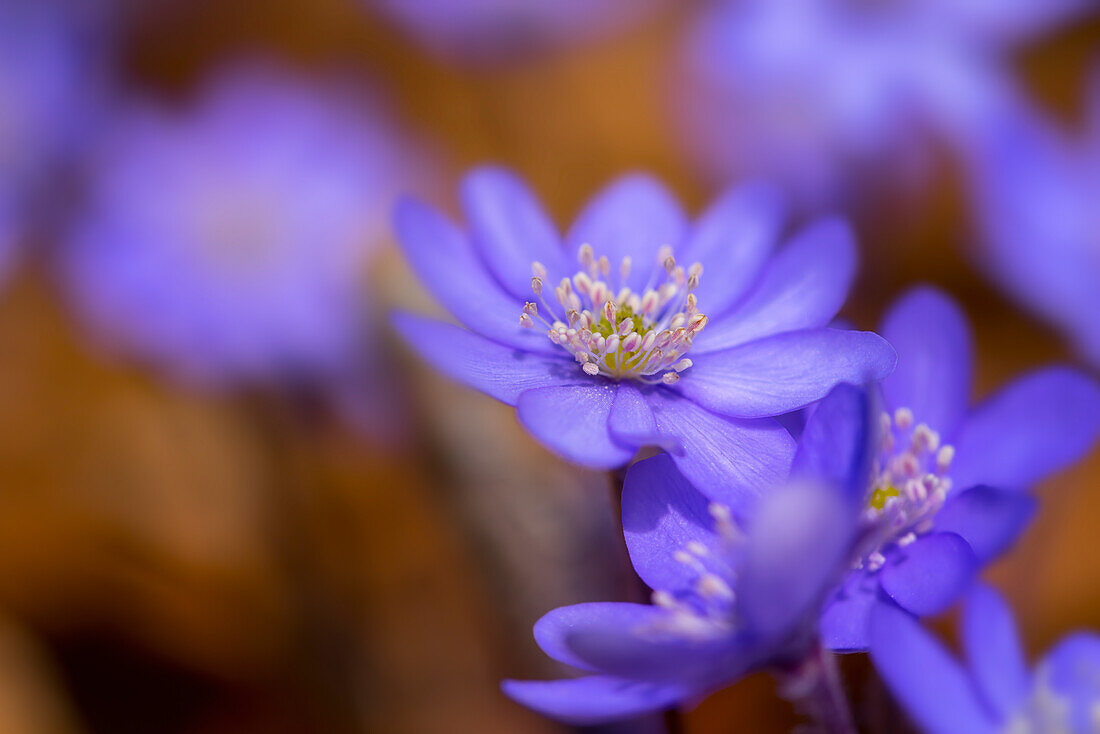 Hepatica in the spring forest, Bavaria, Germany, Europe