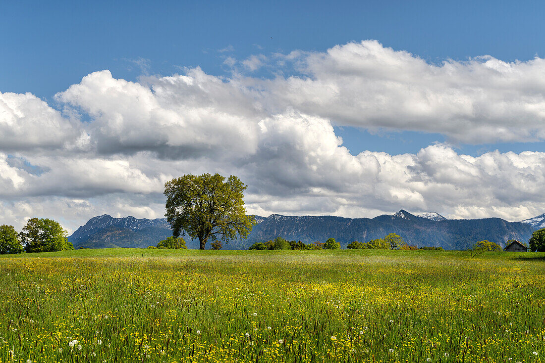 Spring meadow in the foothills of the Alps with a view of the snow-covered peaks of the Estergebirge, Huglfing, Etting, Weilheim, Bavaria, Germany