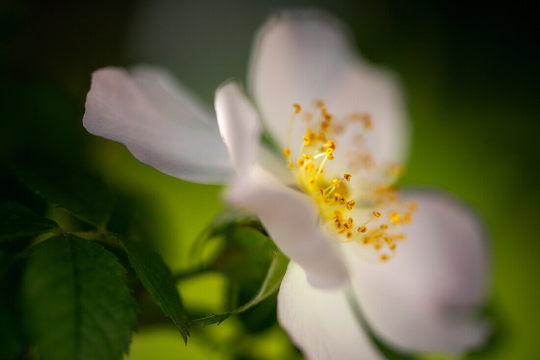 Blossom of a wild rose in spring light, Bavaria, Germany, Europe