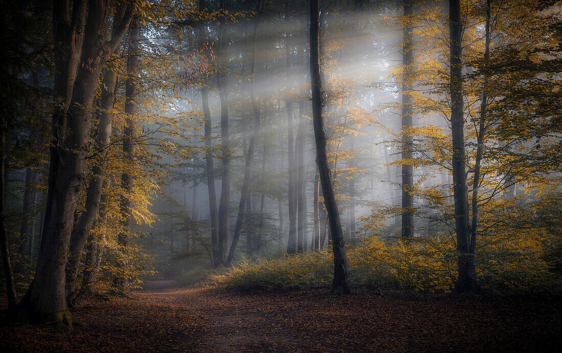 Morning mood in the beech forest in autumn south of Munich, Bavaria, Germany, Europe