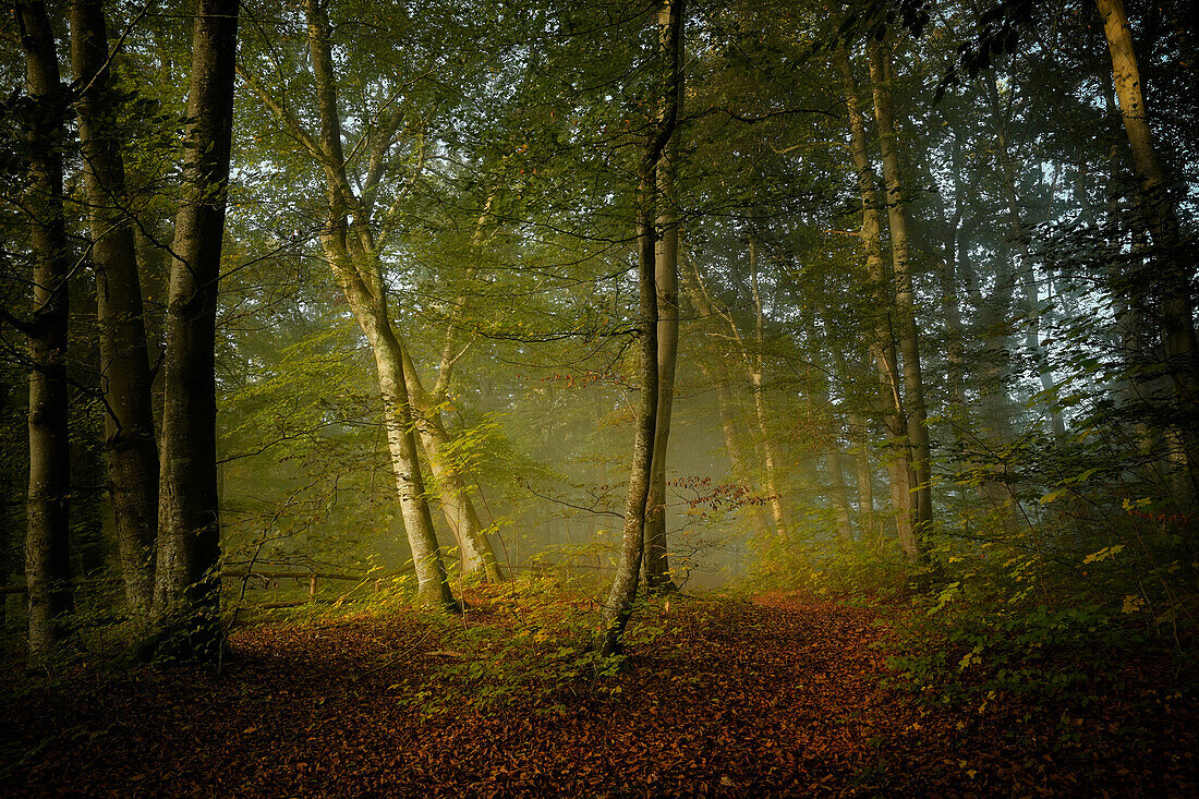 Morning mood in the beech forest in autumn south of Munich, Bavaria, Germany, Europe