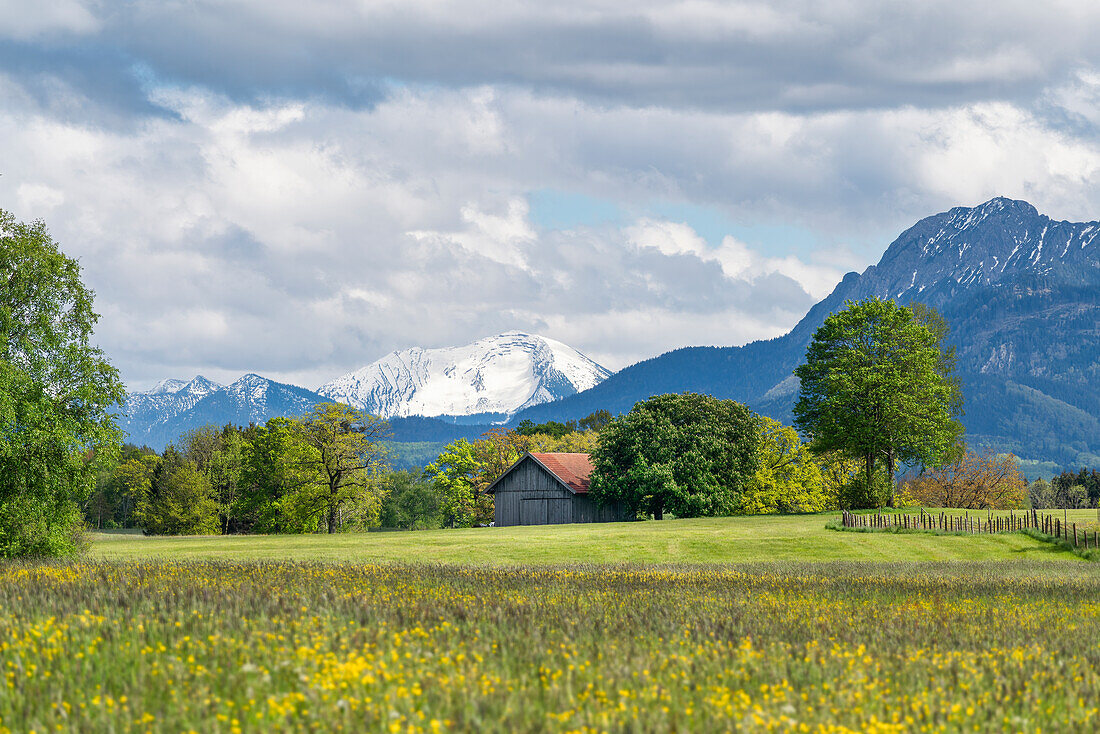 Field barn in the Oberland on a sunny spring day, Weilheim, Bavaria, Germany, Europe