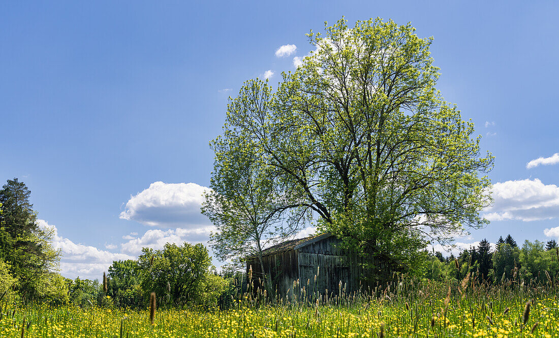 Field barn in the Oberland on a sunny spring day, Weilheim, Bavaria, Germany, Europe