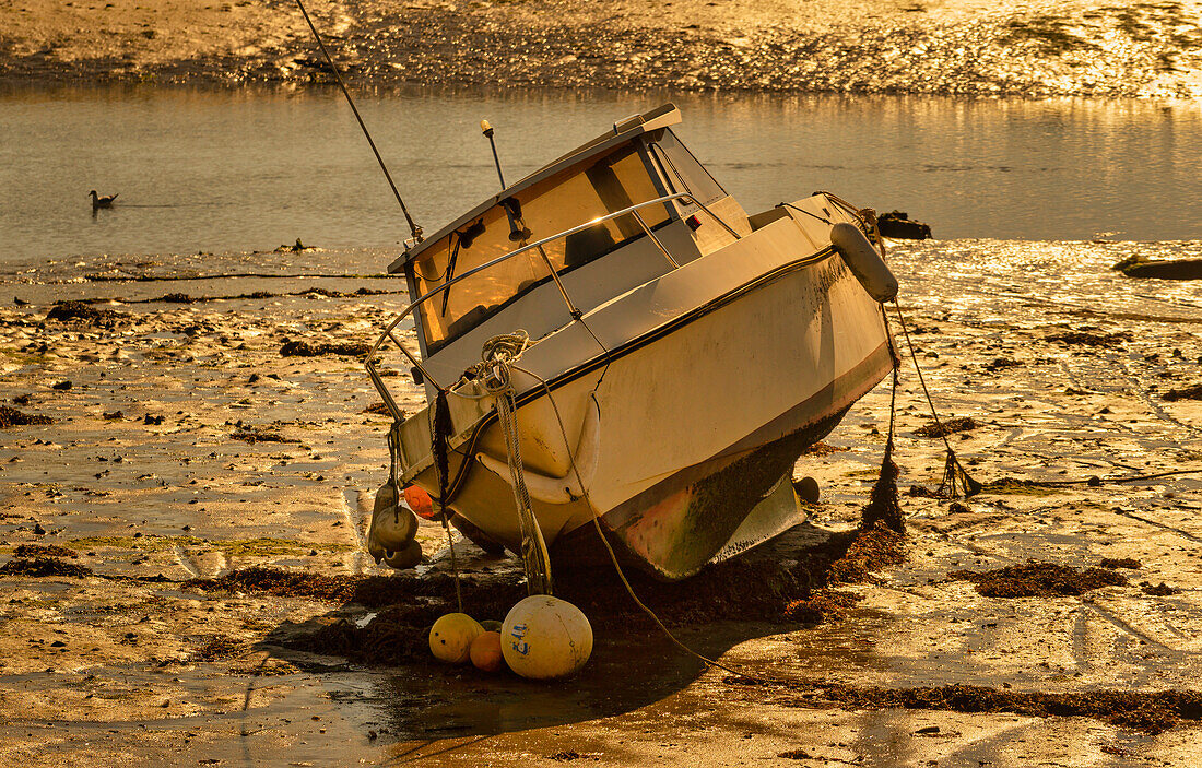 Motorboat in Brittany in the golden evening light at low tide, Brittany, France, Europe