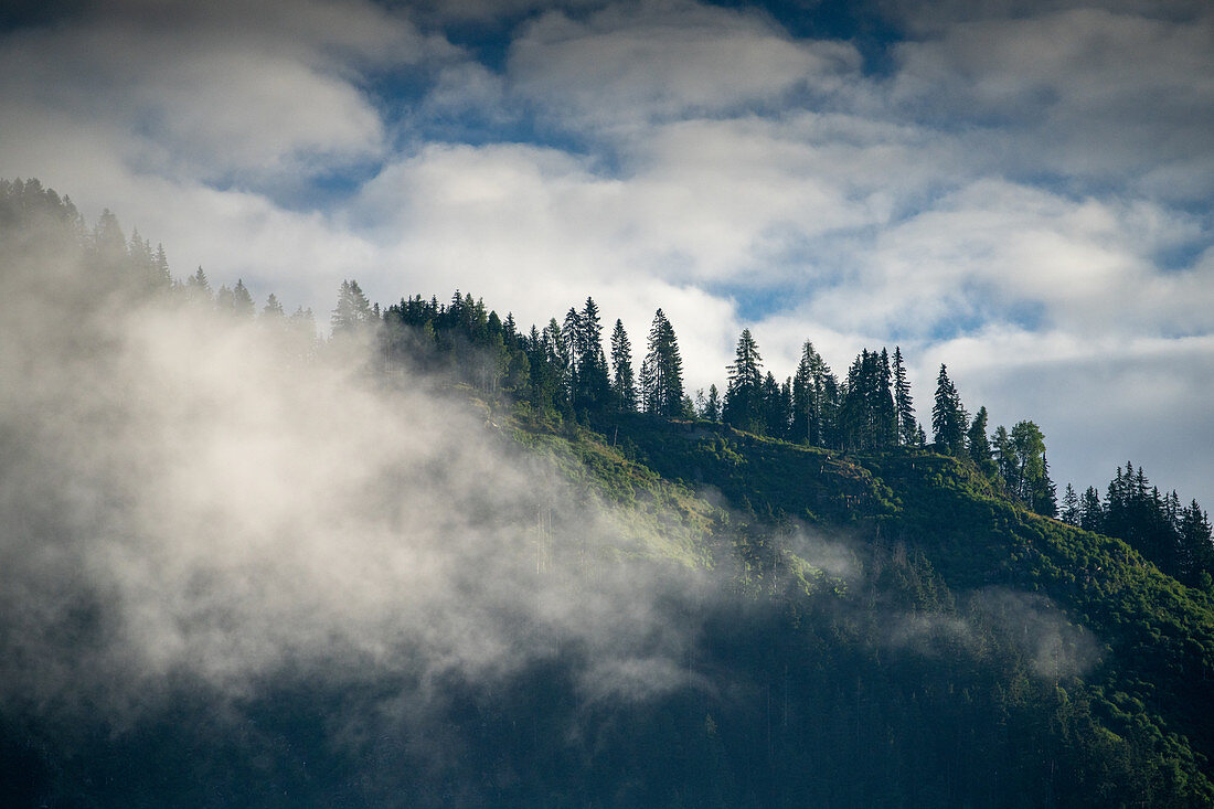 Apine mountain landscape with trees in the morning mist, Döbriach, Carinthia; Austria, Europe.