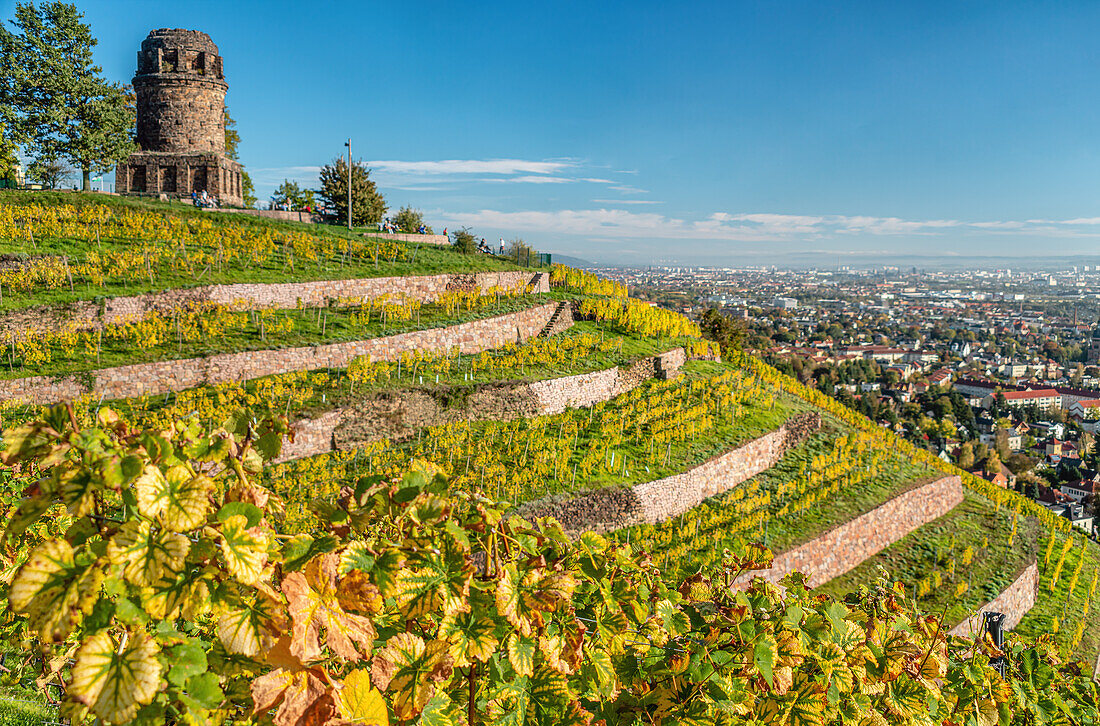 Vineyards of Radebeul in autumn, with the Bismarkturm in the background, Saxony, Germany