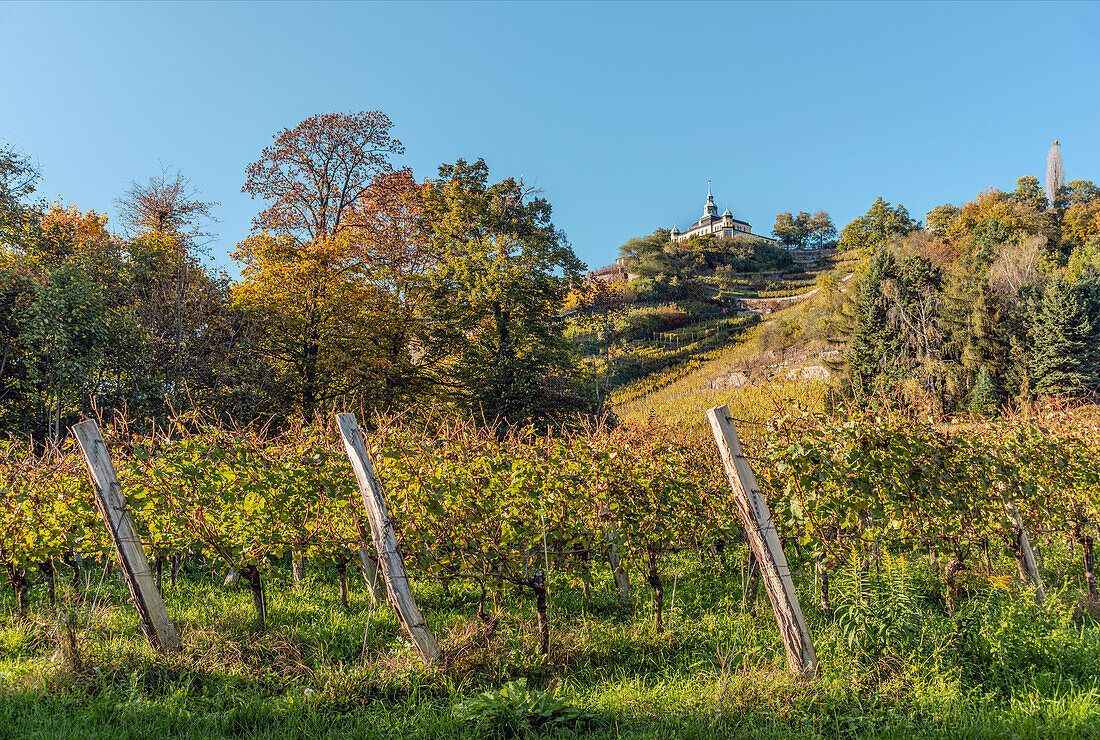 Weinberge von Radebeul im Herbst, mit dem Spitzhaus im Hintergrund, Sachsen, Deutschland