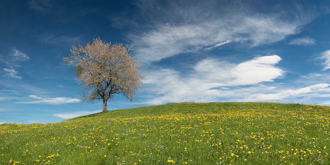 Blühender Apfelbaum (Malus domestica), bei Kranzegg, Allgäu, Bayern, Deutschland, Europa