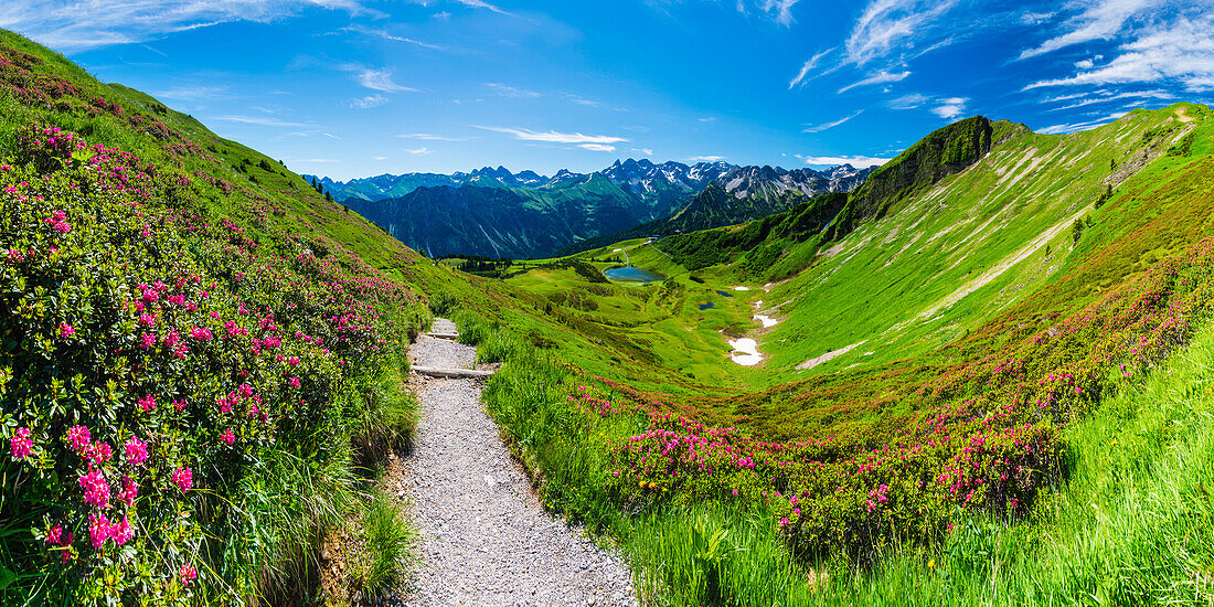 Alpine rose blossom, panorama from the Fellhorn over the Schlappoldsee and mountain station of the Fellhornbahn to the central main ridge of the Allgäu Alps, Allgäu, Bavaria, Germany, Europe