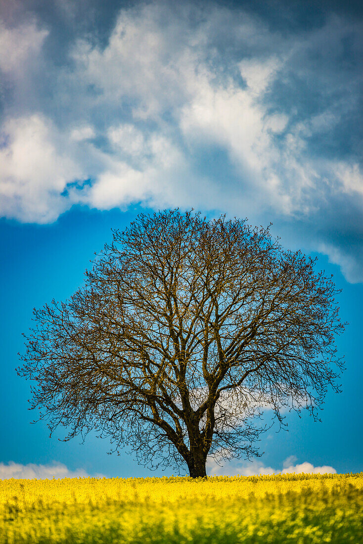 Old English oak (Quercus robur), on the Hödinger Berg, Hödingen, Lake Constance district, Upper Swabia, Baden-Wuerttemberg, Germany, Europe