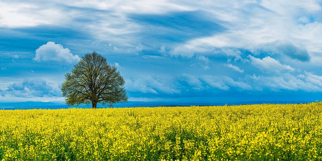 Linde (Tilia) auf dem Hödinger Berg, Hödingen, Bodenseekreis, Oberschwaben, Baden-Württemberg, Deutschland, Europa