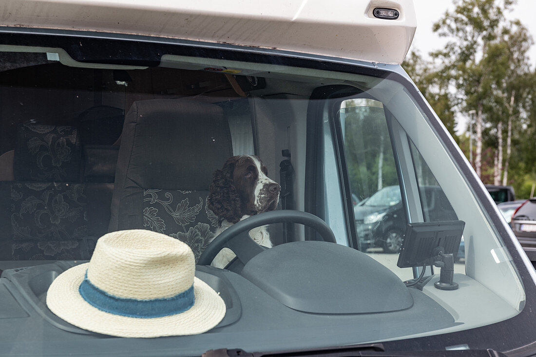 Ein Hund sitzt auf dem Fahrersitz im Van, Kosta, Småland, Schweden