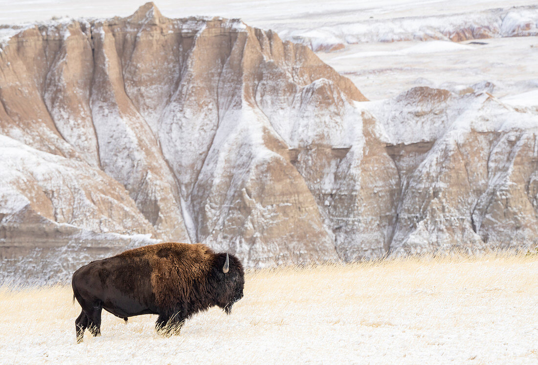 Profil des amerikanischen Bisons (Bison Bison) im Schnee in den Badlands, Badlands National Park, South Dakota, Vereinigte Staaten