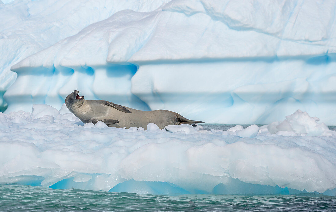 Crabeater Seal mit offenem Mund auf Eisscholle, Antarktis, Polarregionen