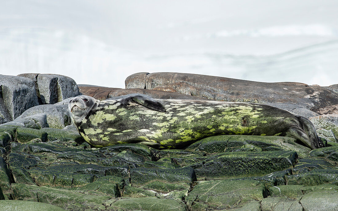 Crabeater seal camouflaged in algae, Antarctica, Polar Regions