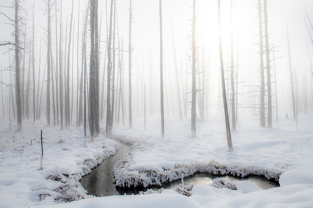 Schneelandschaft mit Bach und Bäumen im Nebel, Yellowstone-Nationalpark, UNESCO-Weltkulturerbe, Wyoming, Vereinigte Staaten von Amerika, Nordamerika