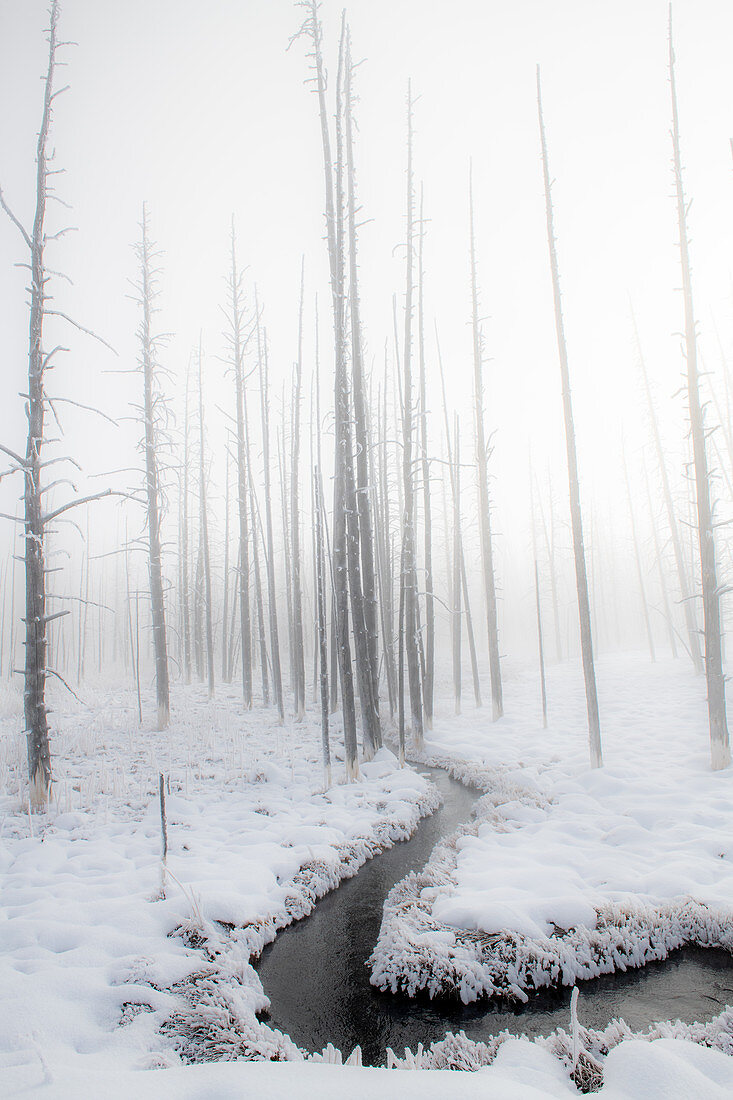 Snowscape with stream and trees in the fog, Yellowstone National Park, UNESCO World Heritage Site, Wyoming, United States of America, North America