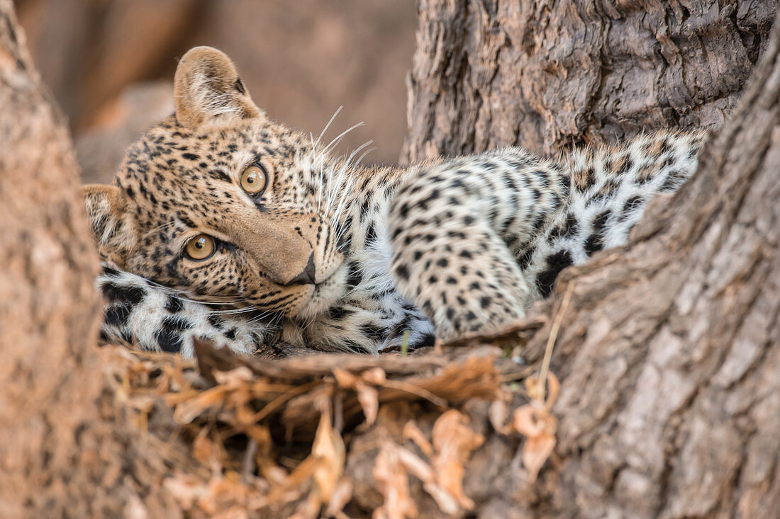 Junger Leopard, der in einem Baum, Süd-Luangwa-Nationalpark, Sambia, Afrika ruht