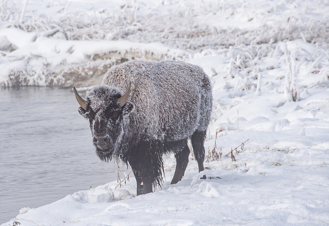Frozen bison (Bison bison), on a river bank, Yellowstone National Park, UNESCO World Heritage Site, Wyoming, United States of America, North America