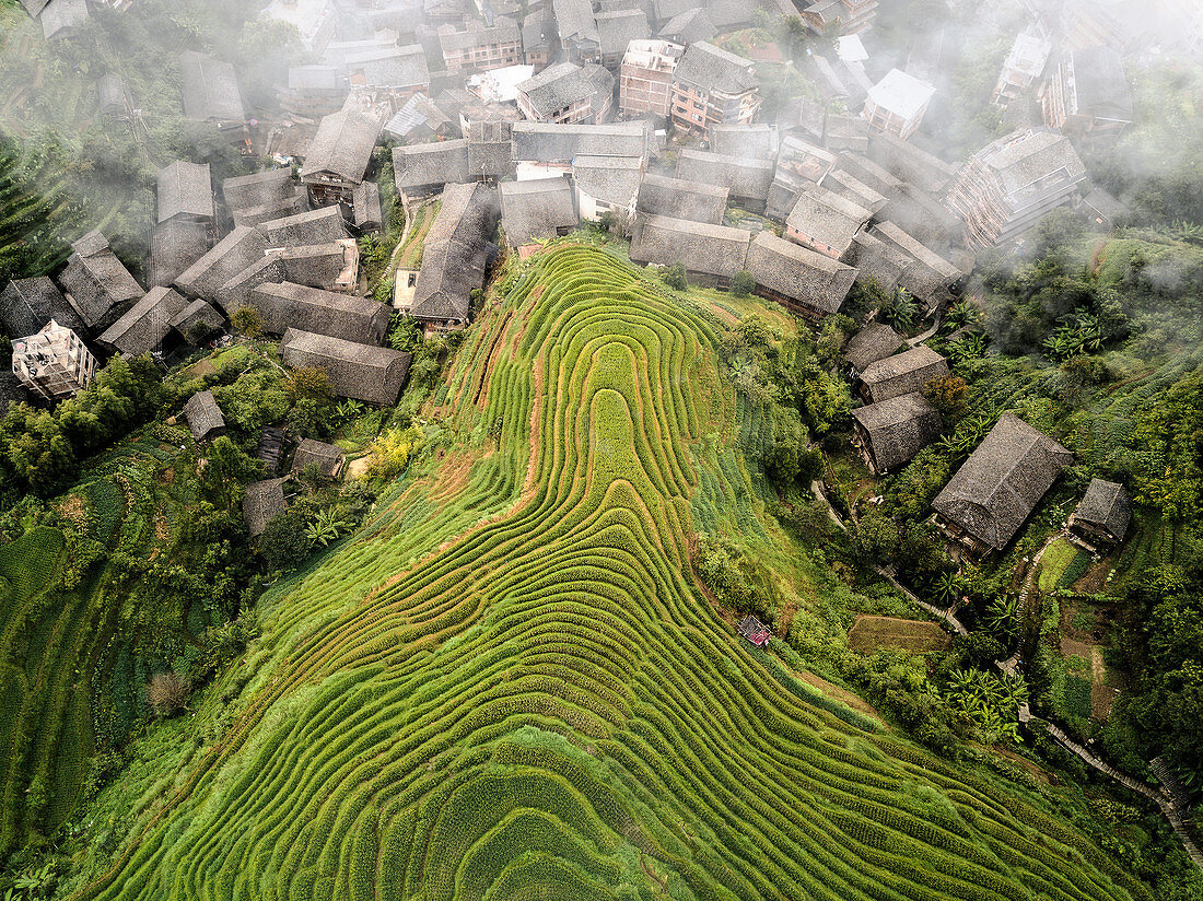 Luftaufnahme auf Longsheng-Reisterrassen, aufgrund ihrer Form auch als Drachenrückgrat bekannt, Guangxi, China, Asien