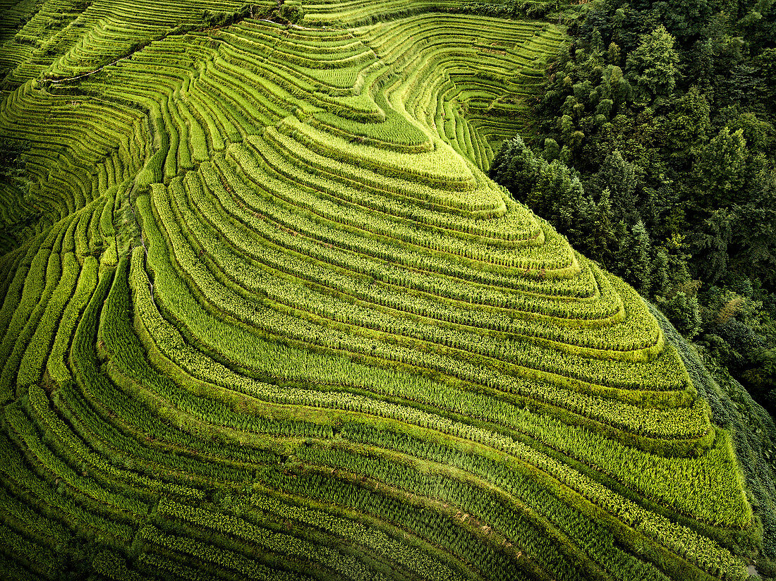Luftaufnahme von Longsheng-Reisterrassen, aufgrund ihrer Form auch als Drachenrückgrat bekannt, Guangxi, China, Asien