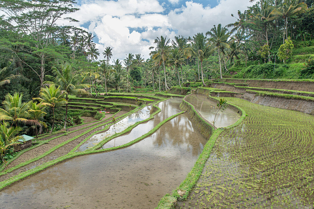Rice terraces flooded in the jungle, Bali, Indonesia, Southeast Asia, Asia