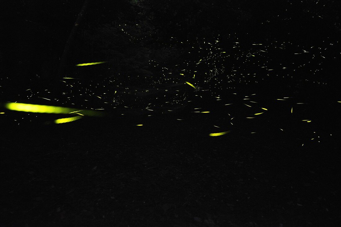 Fireflies in the dark, Emilia Romagna, Italy, Europe