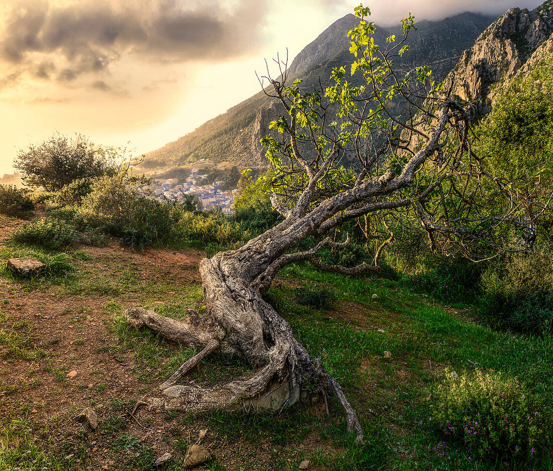 Ein alter Baum, der auf einem Hügel über Chefchaouen, Marokko, Nordafrika, Afrika liegt