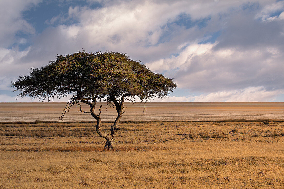 Salvadora Wasserloch in Etosha, berühmt für diesen einsamen Baum mitten in der Savanne, Namibia, Afrika