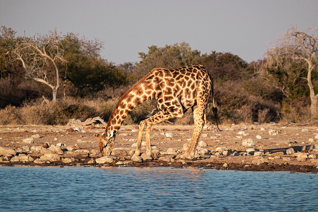 Giraffe (Giraffa camelopardalis), die in einem Teich mit gebogenen Beinen, Etosha National Park, Namibia, Afrika trinkt