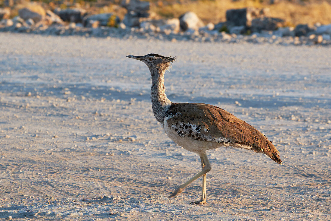 Ardeotis kori, der auf dem Boden, Etosha Nationalpark, Namibia, Afrika geht