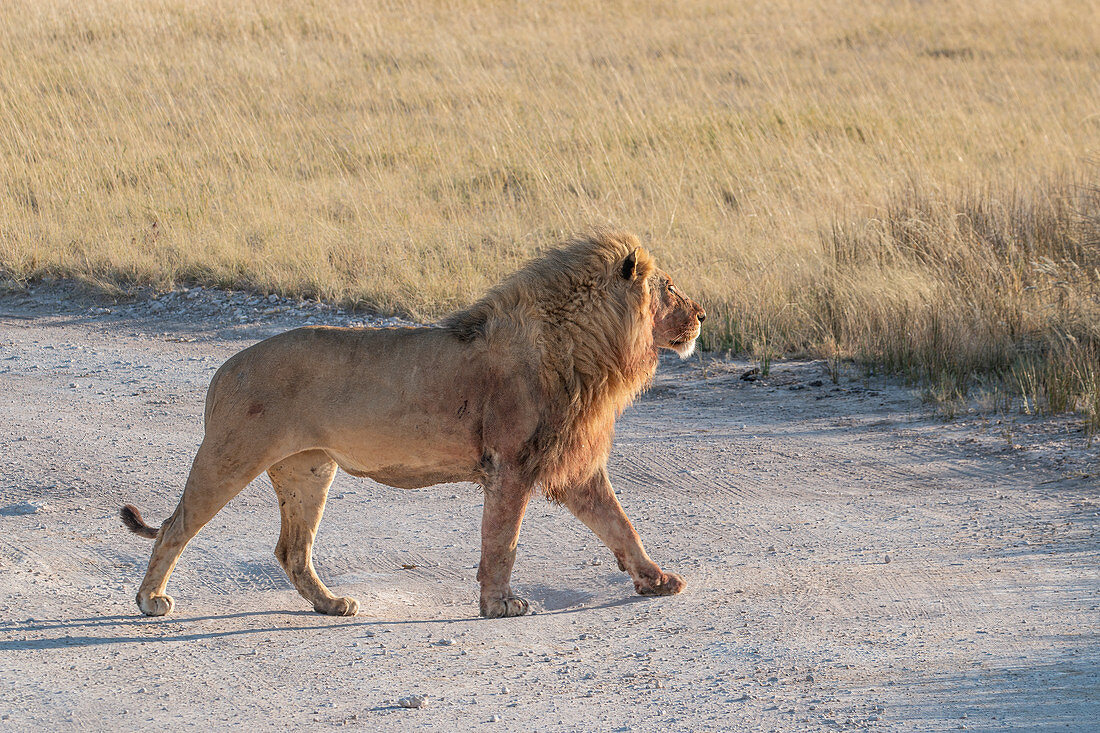 Männlicher Löwe (Panthera Leo), der stolz in der Savanne, Etosha Nationalpark, Namibia, Afrika geht