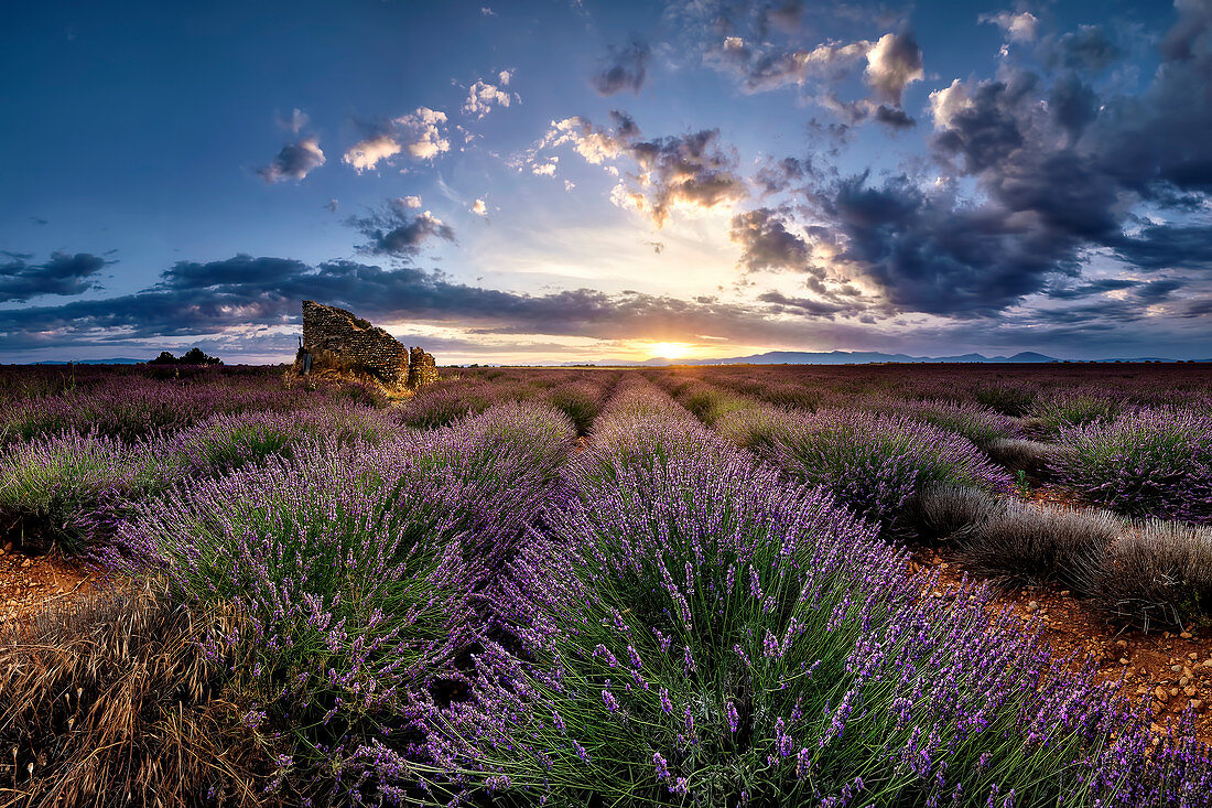 Ruinen in einem Lavendelfeld bei Sonnenaufgang in der Provence, Frankreich, Europa