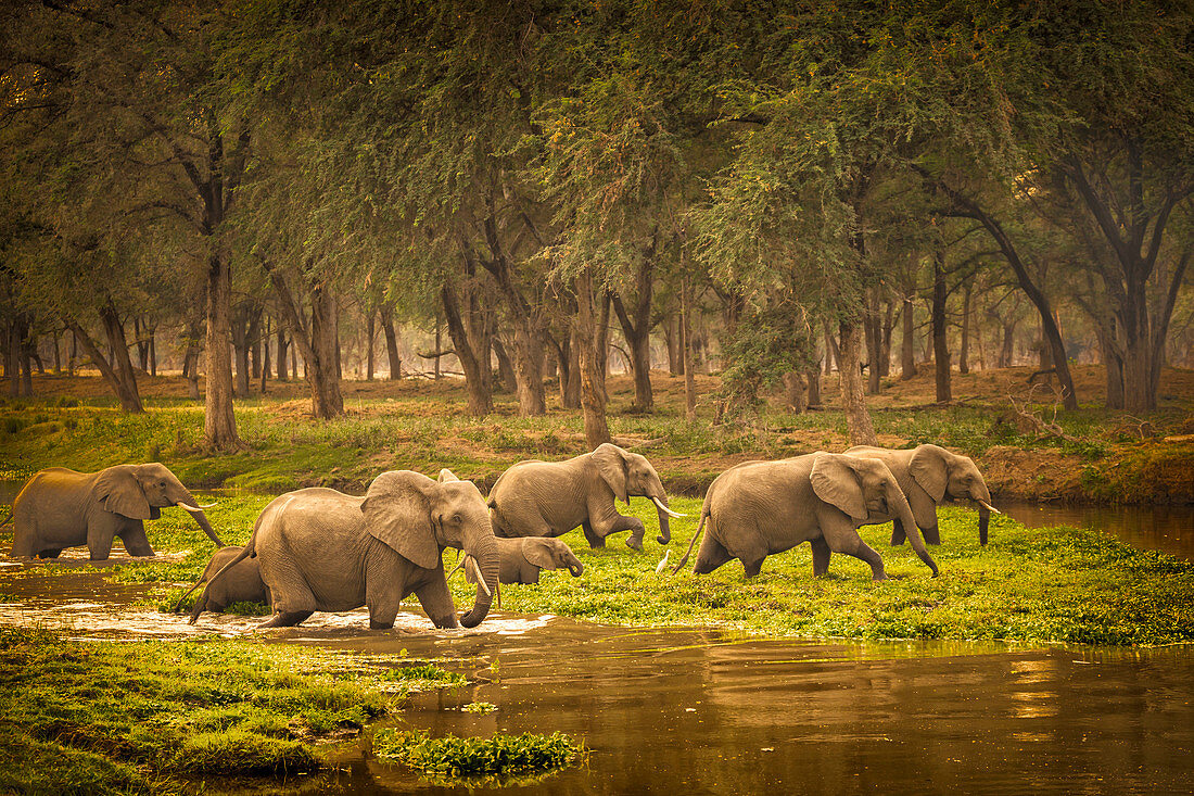 Sambia, Zambezi National Park, afrikanischer Elefant (Loxodonta africana) überquert die Sümpfe