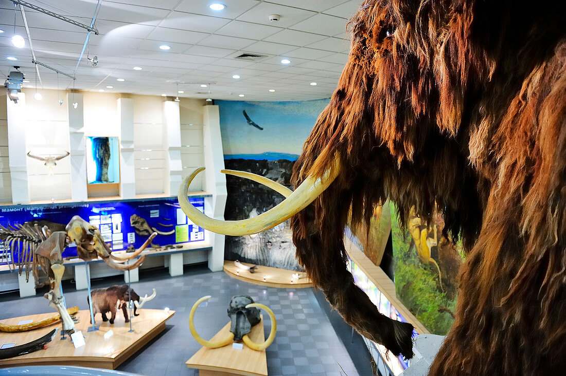 Mammoth Museum in Jakutsk, Yakutia: Jakutsk, ASIA, RUSSIA, SACHA, YAKUTIA, Republic of Sakha (Yakutia), River Lena