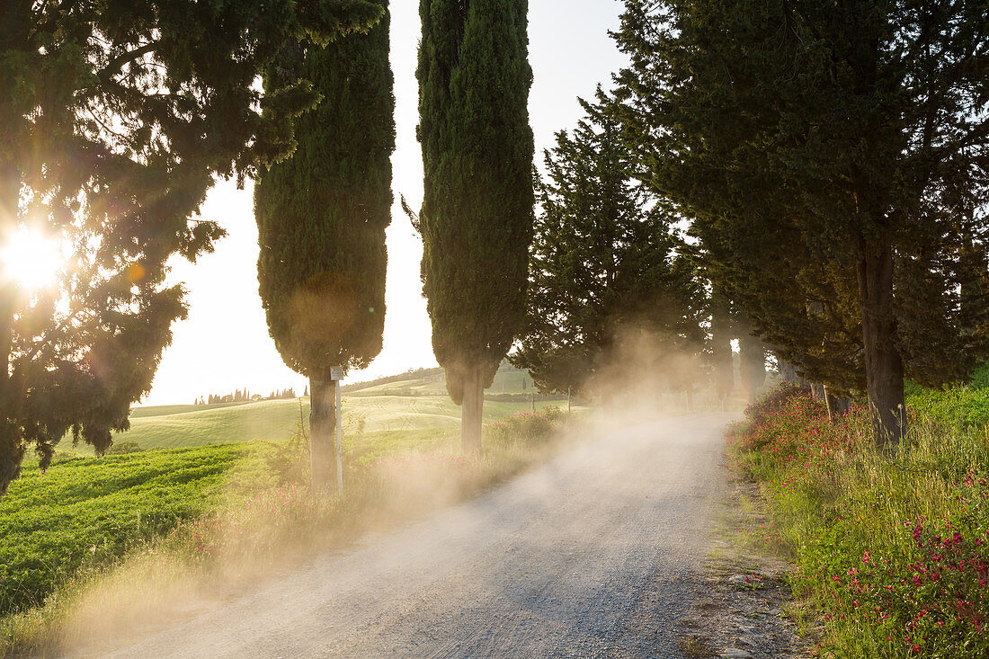 Staub auf der von Zypressen gesäumten Straße bei Sonnenuntergang, Toskana, Italien