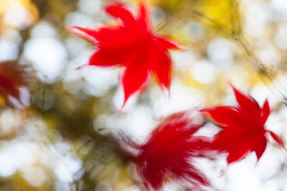 Rote Ahornblätter mit Bewegungsunschärfe, England, Vereinigtes Königreich