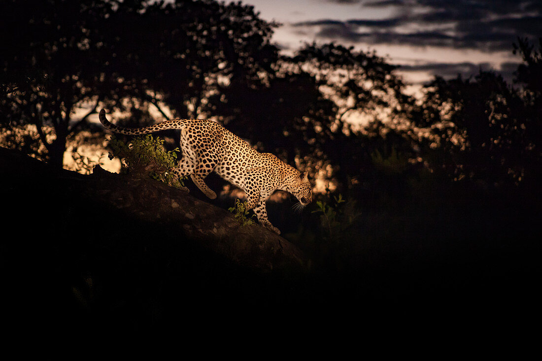 Ein Leopard, Panthera Pardus, der nachts auf einem Baumstamm spazieren geht, beleuchtet von Scheinwerfern.