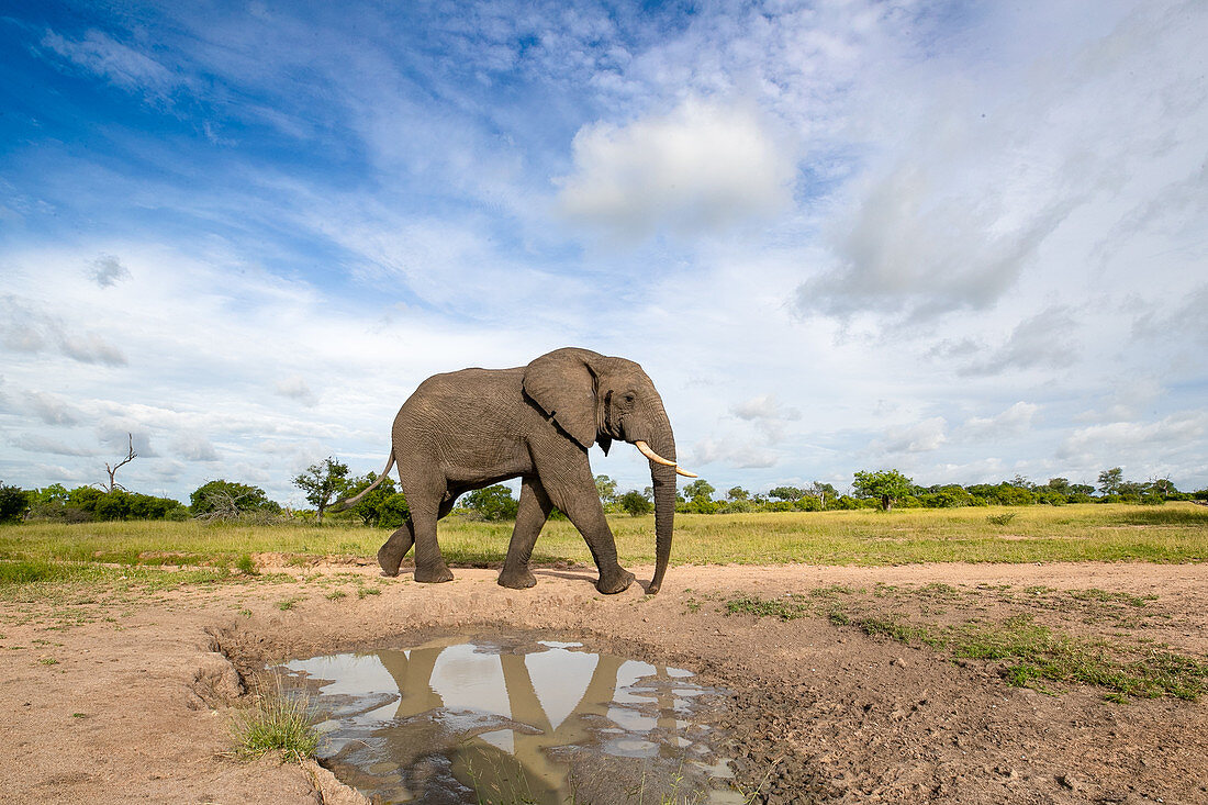 Ein Elefantenbulle, Loxodonta africana, läuft an einer Pfütze vorbei, die ein Spiegelbild erzeugt und aus dem Rahmen schaut.